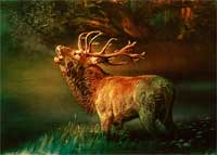 roaring stag